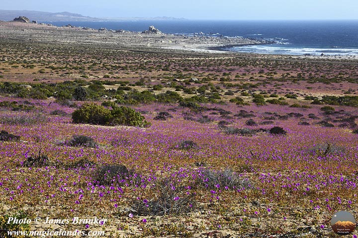 jamesbrunker's tweet photo. Sept 21st was the first day of spring in the S Hermisphere, a few shots of the #Atacama Desert in bloom, available as prints and on products in my #Chile gallery: https://t.co/miNmJQS7tz
#BuyIntoArt #ShopEarly #FallForArt #flowers #flowerlovers #floweringdesert #DesiertoFlorido https://t.co/xRSAlUlRtv