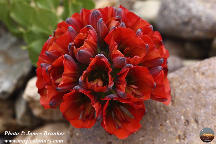 jamesbrunker's tweet photo. Sept 21st was the first day of spring in the S Hermisphere, a few shots of the #Atacama Desert in bloom, available as prints and on products in my #Chile gallery: https://t.co/miNmJQS7tz
#BuyIntoArt #ShopEarly #FallForArt #flowers #flowerlovers #floweringdesert #DesiertoFlorido https://t.co/xRSAlUlRtv