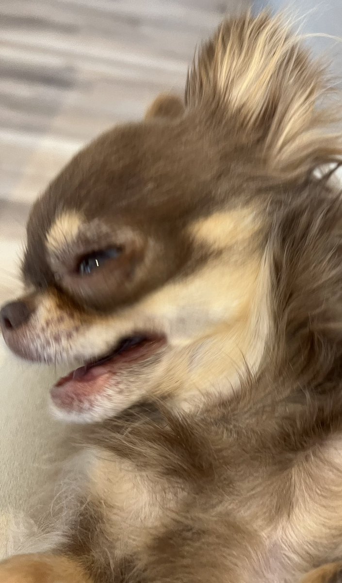 INSTAGRAM IS DOWN. What the fluff.