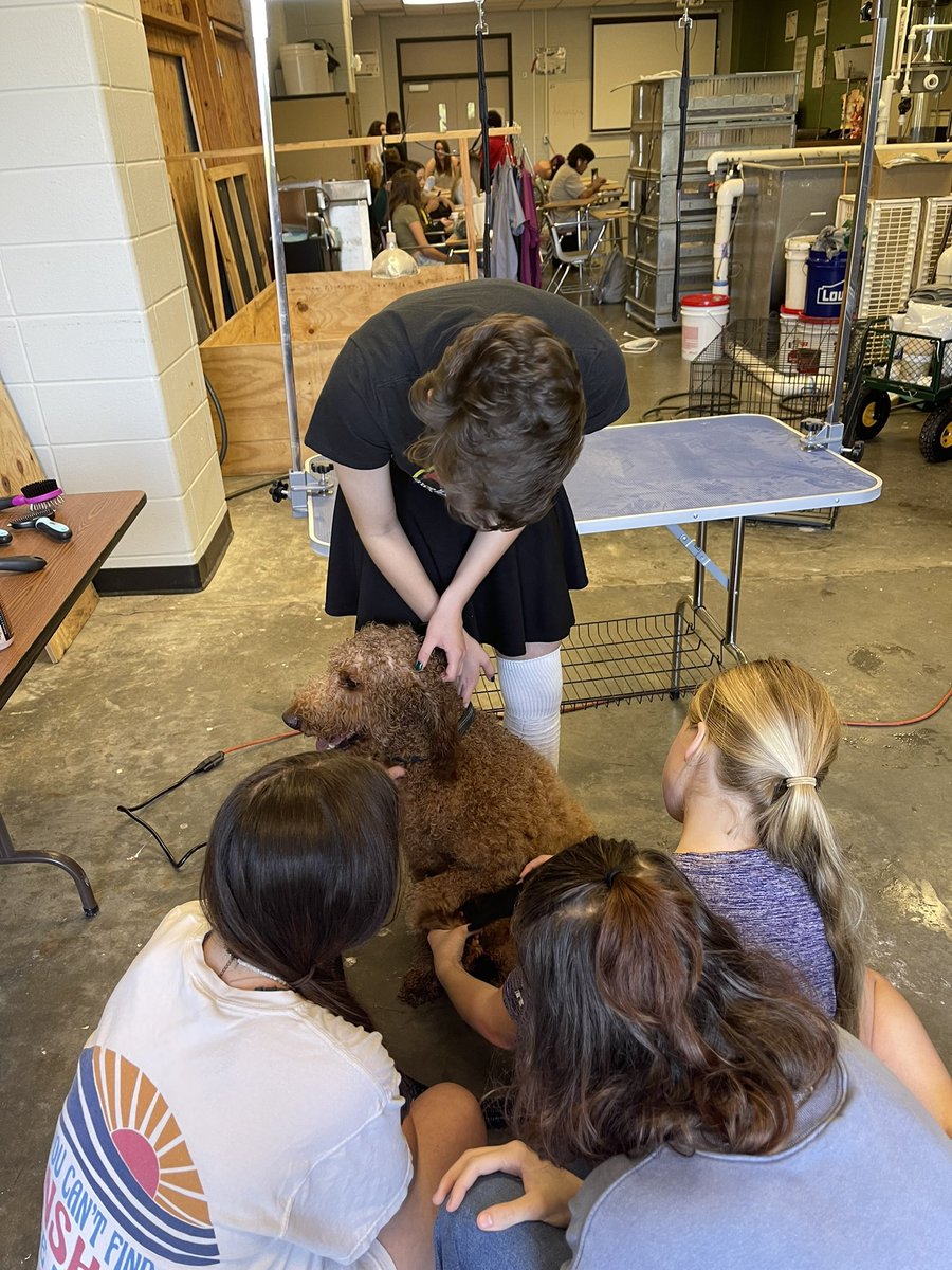 guby04's tweet photo. Today @HumbleISD_KPHS the Small Animal Management class groomed Mrs Womack and Coach Grants dogs. Just a little hands on learning! @HumbleISD_CTE https://t.co/5VLVkyEupH