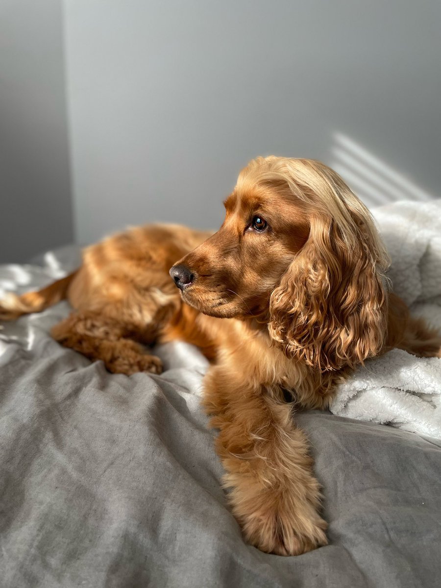 This is my boy, Bailey and I love him soooooo much that I just needed to share his gorgeous face on my timeline! 💙💙💙 #DogLover #bestie