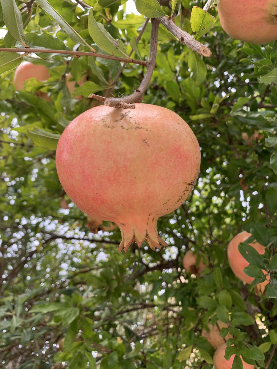drgregussher's tweet photo. Oh wow! Corfu! Dreamt of this for so long, and exceeds all expectations - where pomegranates line the streets, the sunrises are spectacular and at this time of year the temperature is divine and the restaurants not heaving. https://t.co/HzVLvrZlhz