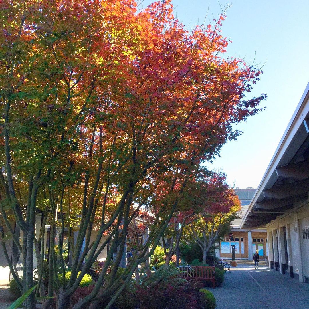 ShopDelMonte's tweet photo. That blissful time of year is here–when pumpkin spice is everywhere and the views around #DelMonteCenter are extra picturesque. 🍁 Where's your first stop? https://t.co/2HOXTrBsGD