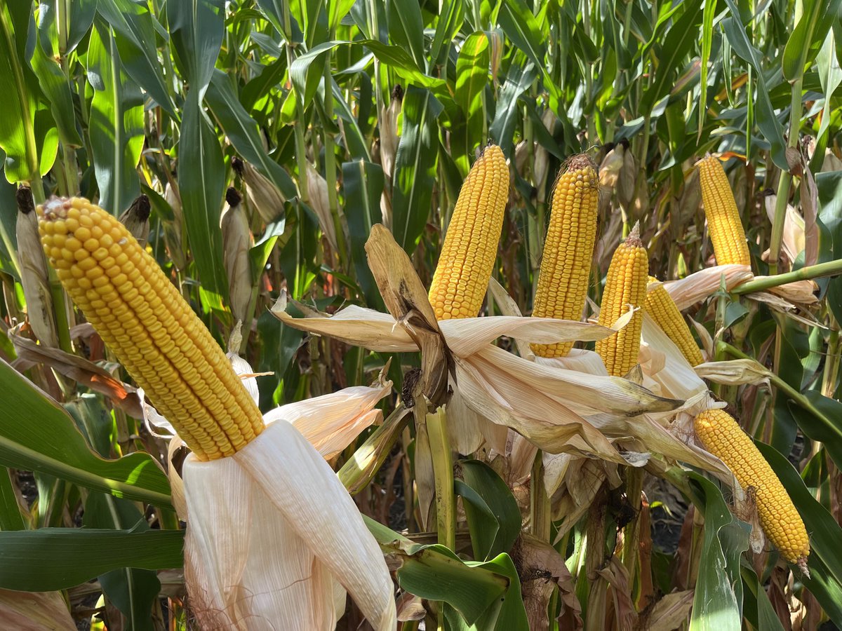david_oftedahl's tweet photo. #DKC59-82🔥🔥🔥🔥⁦@Asgrow_DEKALB⁩ https://t.co/SG6n1F4z7w