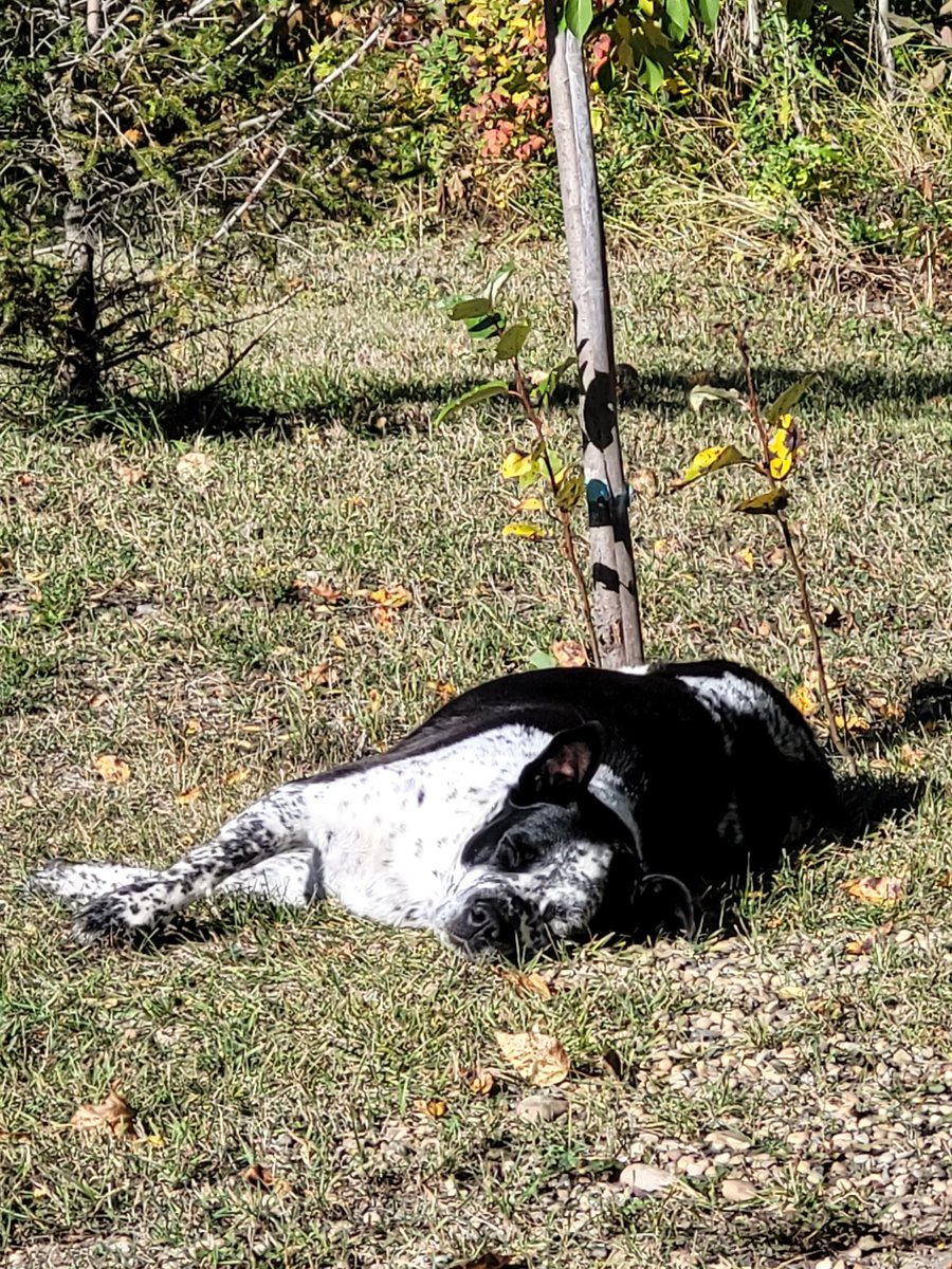 Having a lil snoozle on this lovely first day of fall. Hope your day is happy and full of love my friends. 🍂 #DogsOnTwitter #dogs #thursdayvibes #FirstDayofAutumn