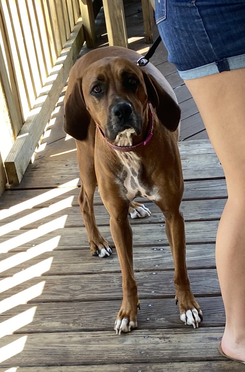 StirItUpStAug's tweet photo. Y’all coming for some lunch?
We love it here, the free doggie treats are awesome!
See YOU on the porch. https://t.co/OwGfwZ8h96