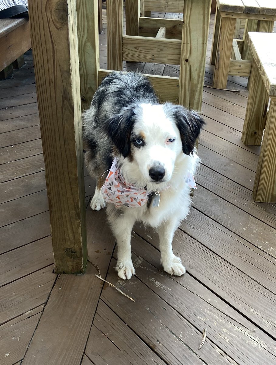 StirItUpStAug's tweet photo. Y’all coming for some lunch?
We love it here, the free doggie treats are awesome!
See YOU on the porch. https://t.co/OwGfwZ8h96