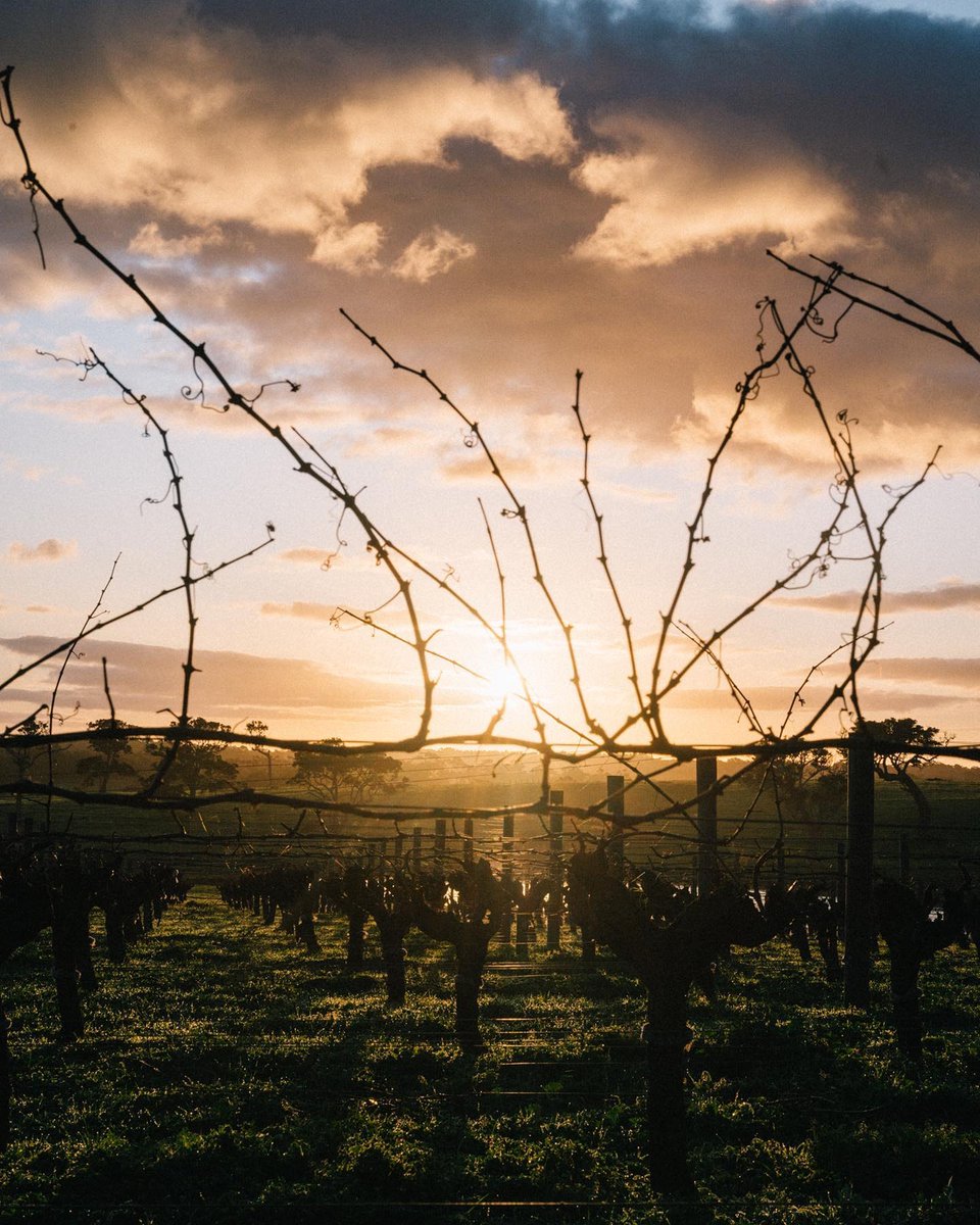 WineCountry's tweet photo. At the intersection of rugged coastlines and stunning vineyards is Grayln Estate in Western Australia. While its scenery will inspire you to visit, the wine will keep you coming back for more. 

📷: @Gralyn_Estate https://t.co/fkBWt1GAV7