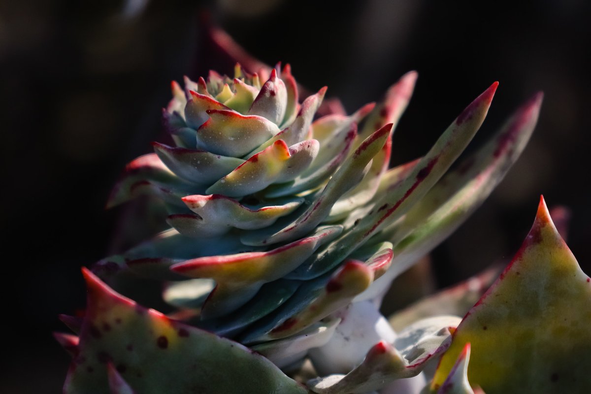 Cabrillo National Monument (@cabrillonps) on Twitter photo Flowers that remind us of elote 🌽 and plants that make their own sunscreen?! Learn from youth apprentices Maya and Lucinda at Junior #Scientist Days THIS Friday and Saturday! ow.ly/9P8p50KCPxq
<a href="/sd_fdn/">San Diego Foundation</a> <a href="/SanDiegoCounty/">SanDiegoCounty</a> #JuniorRanger #EcoLogik #STEM #Nature #Science #NPS Flowers that remind us of elote 🌽 and plants that make their own sunscreen?! Learn from youth apprentices Maya and Lucinda at Junior #Scientist Days THIS Friday and Saturday! ow.ly/9P8p50KCPxq
<a href="/sd_fdn/">San Diego Foundation</a> <a href="/SanDiegoCounty/">SanDiegoCounty</a> #JuniorRanger #EcoLogik #STEM #Nature #Science #NPS