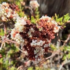 Cabrillo National Monument tweet media