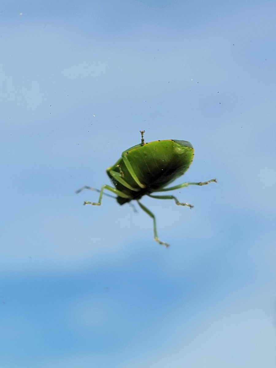 PeggyJoFarr2's tweet photo. #InsectThursday
#greenstinkbug
Happy First Day of Fall!🍁🍂🍁🍂😊 https://t.co/KLzhqNmJk5