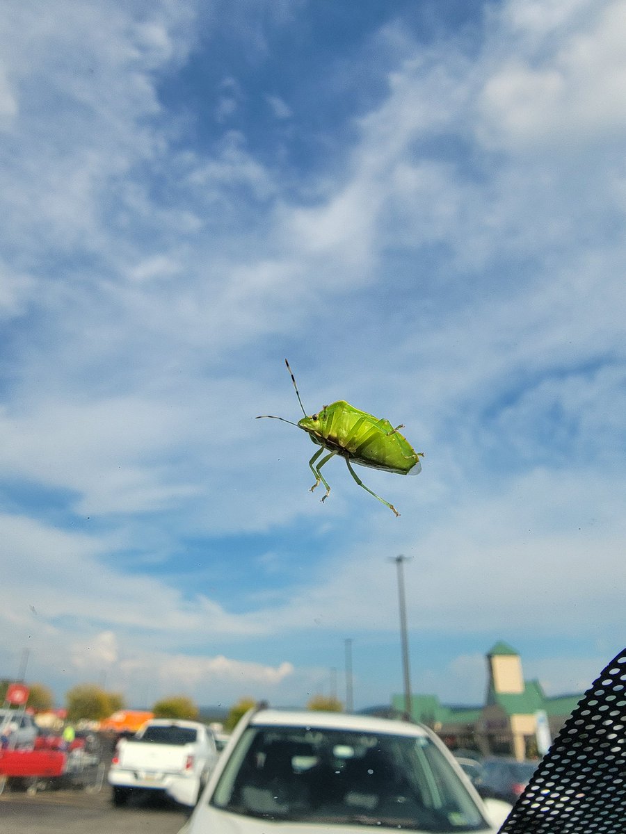PeggyJoFarr2's tweet photo. #InsectThursday
#greenstinkbug
Happy First Day of Fall!🍁🍂🍁🍂😊 https://t.co/KLzhqNmJk5