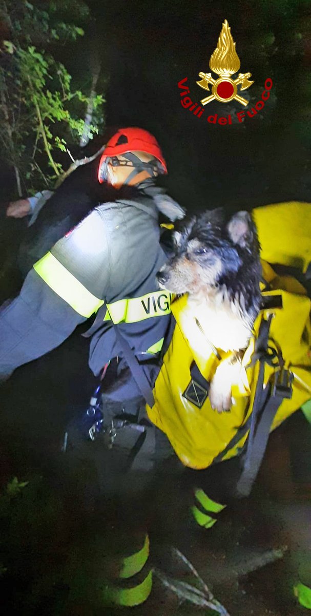 vvfveneto's tweet photo. #22settembre #Chiampo(VI), la notte scorsa, #vigilidelfuoco sono intervenuti per salvare un cagnolino, segnalato da alcuni passanti in fondo a un burrone a ridosso del greto dell’omonimo torrente. Il cane recuperato da un operatore SAF, consegnato al cinovigile #soccorsianimali https://t.co/L7c3ABEtfW
