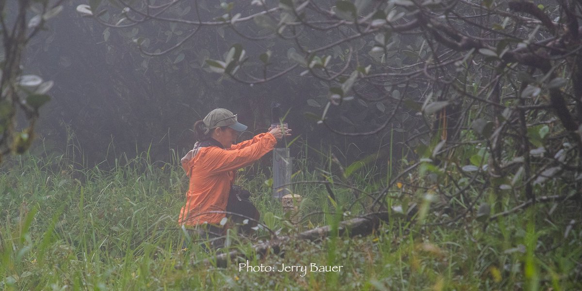 International Institute of Tropical Forestry tweet media