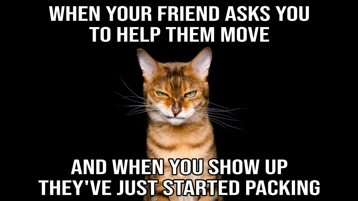 SilverStarMove's tweet image. When you show up at a friend’s place to help with a move…

Then you show up, and they’ve just begun to pack their belongings.

Most people's responses would probably be quite similar to our unhappy cat friend.