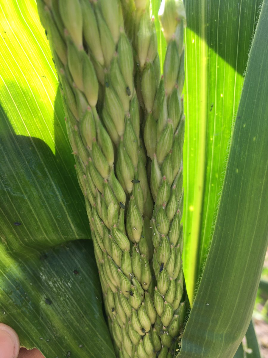 DiegoCrdenasGa1's tweet photo. Haciendo recorridos de campo para el monitoreo de plagas en etapa de reproducción y llenado de grano, maíz de temporal. Buen control de chapulín en primeros estadíos, sin daños económicos y algunas plagas secundarias 1/2 https://t.co/XZ8WqteakN