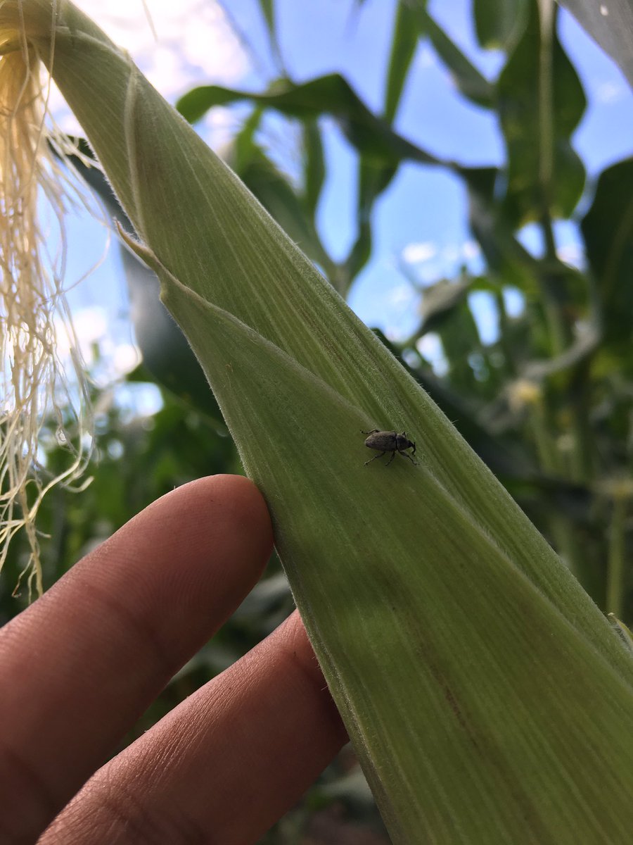 Haciendo recorridos de campo para el monitoreo de plagas en etapa de reproducción y llenado de grano, maíz de temporal. Buen control de chapulín en primeros estadíos, sin daños económicos y algunas plagas secundarias 1/2
