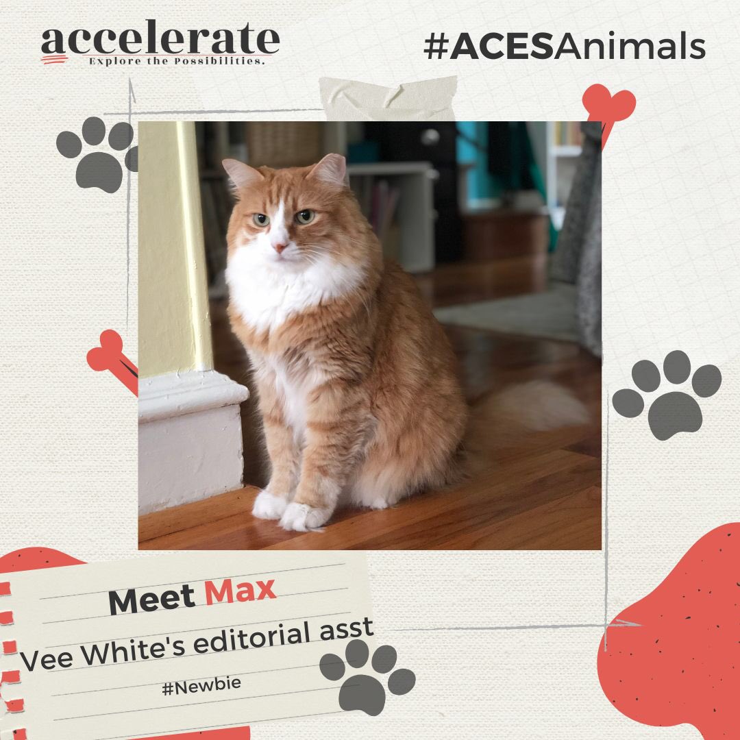 VeeWhiteEdits's tweet photo. After almost 17 years on the job, ghost of Phantom has some advice: always advocate for naps. And make sure your human takes enough breaks!
Max, a newbie who’s still in awe of working inside, takes all advice from #ACESAnimals at @ACESEditors quite seriously.
#ACESAccelerate https://t.co/2PK5zUYgVs