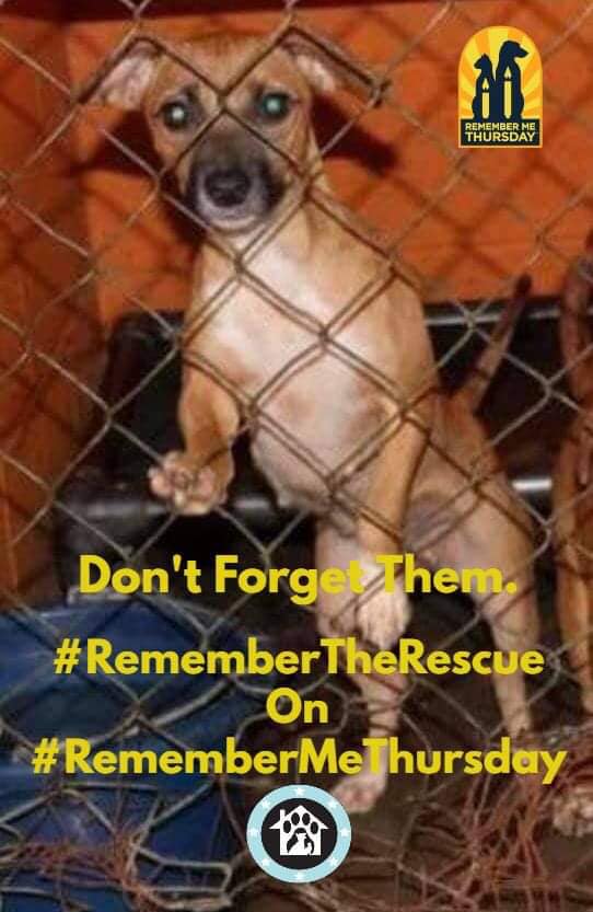 OPH_Rescue's tweet photo. Help us #ShineALight on the millions of rescue pets in need of homes. 
 Our goal is that anyone who logs onto social media today will see a message about pet adoption. 
Together we can make #RememberMeThursday a trend!!
#RememberTheRescue #SeeTheLight @HWAC https://t.co/2senktv0Ps