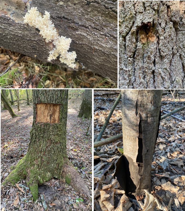 Manish Kumar (@mani_agf) on Twitter photo What a wonderful excursion to the Steigerwald led by <a href="/c_werner/">C Werner Lab</a>! <a href="/Xylem_Meeting/">Xylem Int. Meeting</a>. 
Fascinating top view. 
Great opportunities to see trees dying due to drought, termites, beetles, and fungi attack-much discussion on tree mortality at the forest site, away from the lab.#XIM5 What a wonderful excursion to the Steigerwald led by <a href="/c_werner/">C Werner Lab</a>! <a href="/Xylem_Meeting/">Xylem Int. Meeting</a>. 
Fascinating top view. 
Great opportunities to see trees dying due to drought, termites, beetles, and fungi attack-much discussion on tree mortality at the forest site, away from the lab.#XIM5