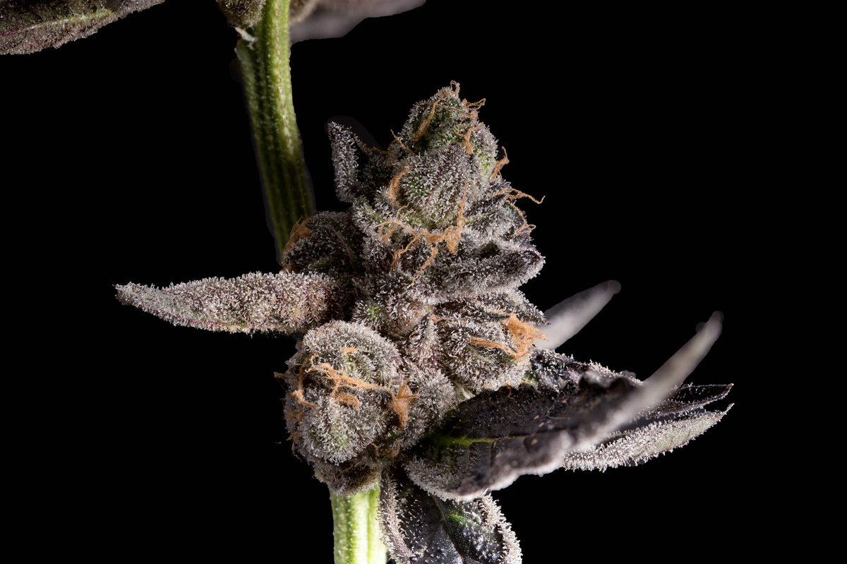 CrownOGcali's tweet photo. Hello Pink Runtz 👋 

#CrownOG #Hightimes #Rollingloud #legalizeit #prop215 #ismokeit #ilovemaryjane #snoopdogg #dank #gyo #mmemberville https://t.co/PhXIOPfIiD