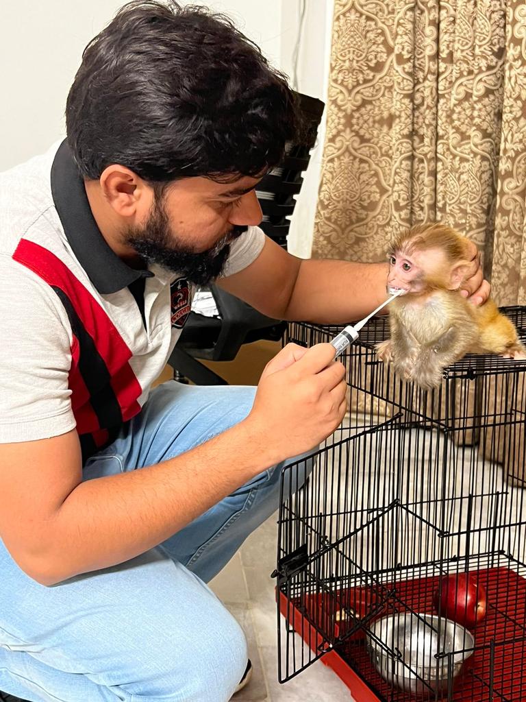maazveterinary's tweet image. Deworming of Monkey Baby