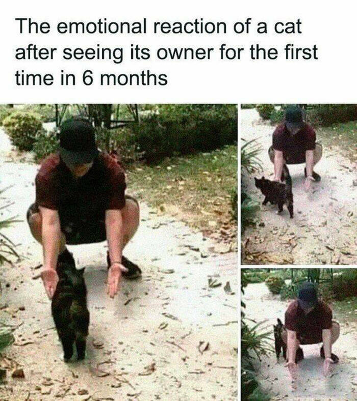 klcheshire's tweet photo. #CatTruth https://t.co/YT6MlyofyS