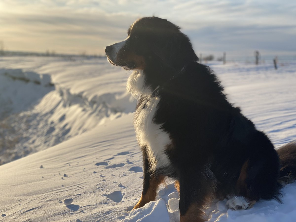 This is a story about how Bunsen saved a dog's life.
It's also a story about how much our family loves dogs.
🧵