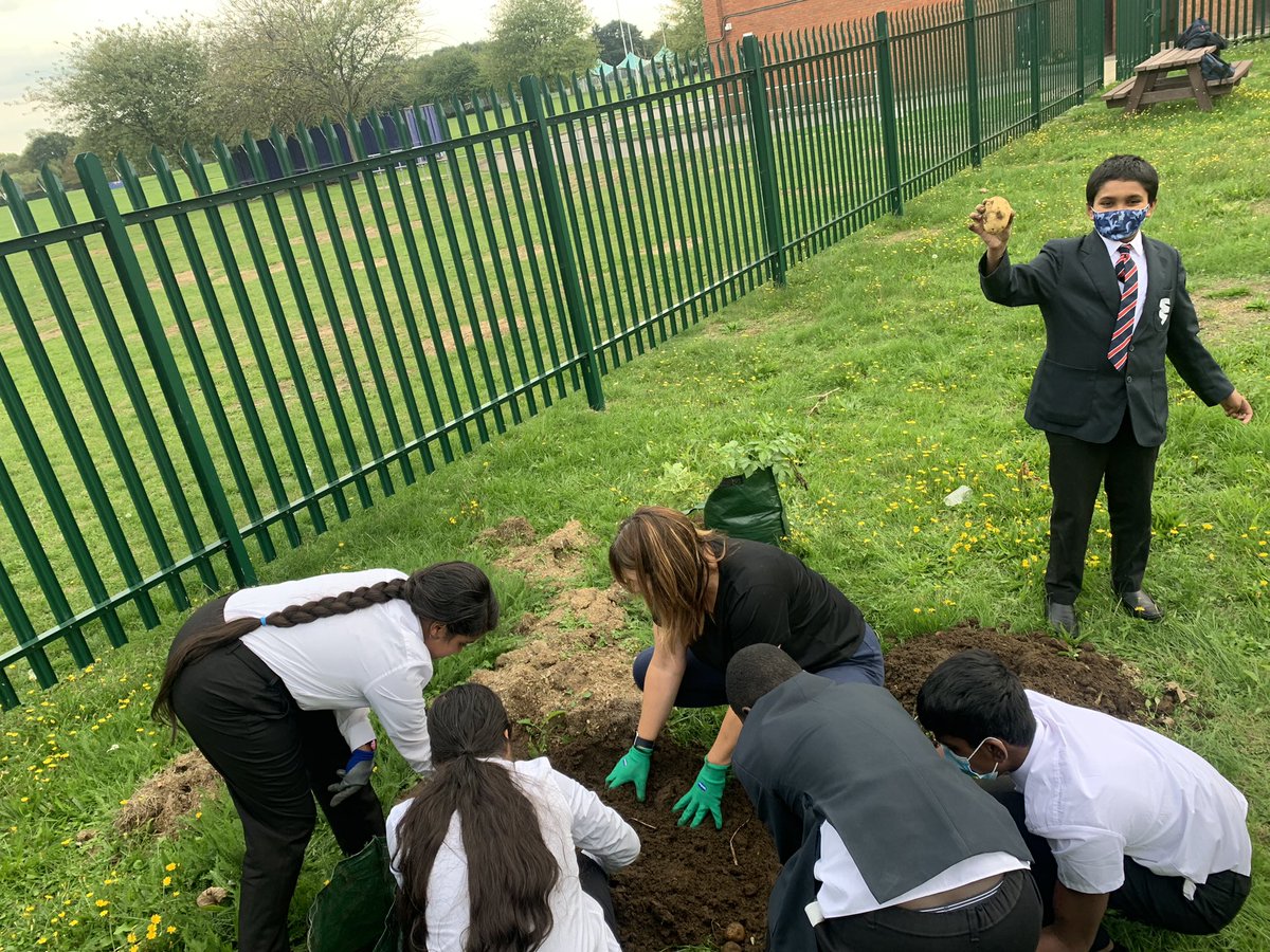Round courgettes, aubergine flowers, cutting chard and searching for potatoes