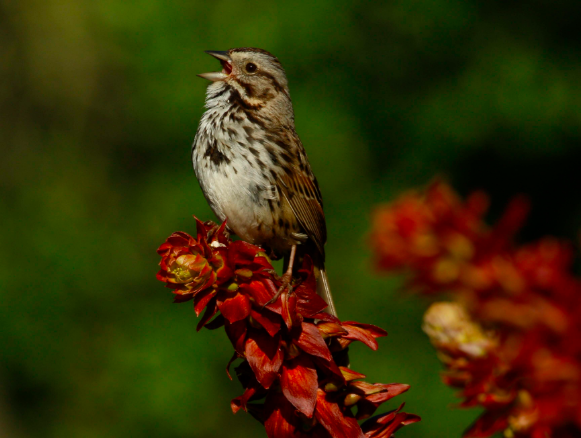 PasadenaCSC's tweet photo. The 5th Annual Walktober is coming with 20 different walks &amp; guided tours to choose from! It's starting the first weekend with 3 walks: with @PASAudubon, @PasadenaD3 and the NAACP Pasadena Branch. Details &amp; links for registration are at https://t.co/LWwHX2fcQs #walktoberpasadena https://t.co/z375TtnaiG