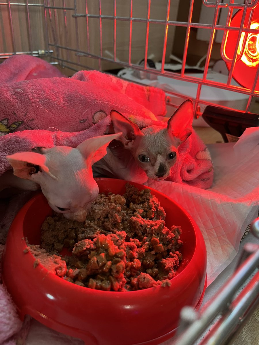 Our new babies! 
Boy and girl, very weak kittens😔 
Rakhitis, exhaustion and most likely a virus 
Tomorrow we are going to the clinic for tests