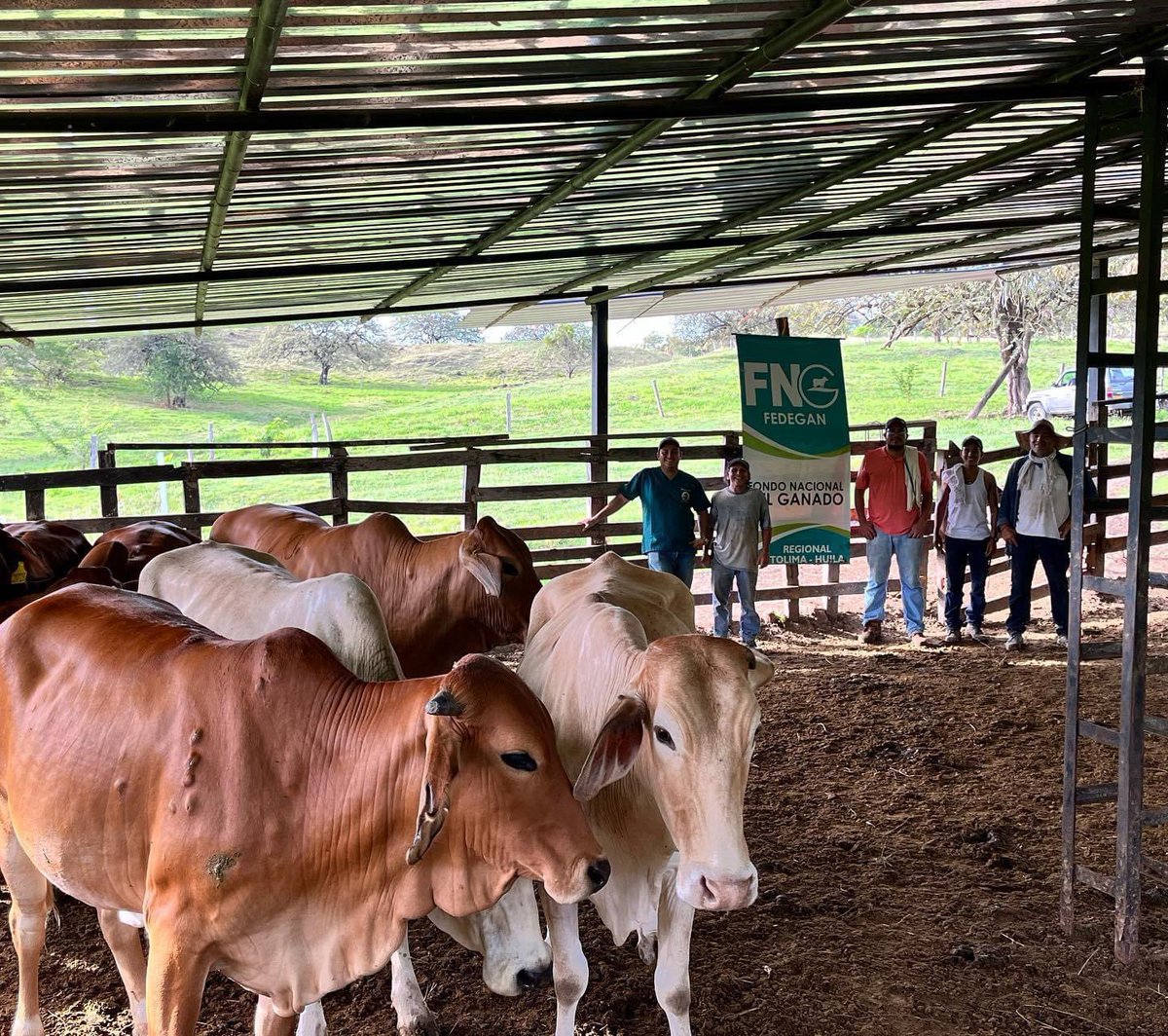 comitepuri's tweet image. En cabeza del Proyecto Local Purificación FEDEGAN Y con la compañía Del Comité de ganaderos de purificación y sur Del Tolima se realizó el proceso de Diagnósticos Gestacionales del Programa de Mejoramiento Genético EMBRIOGAN y el programa complementario de IATF.