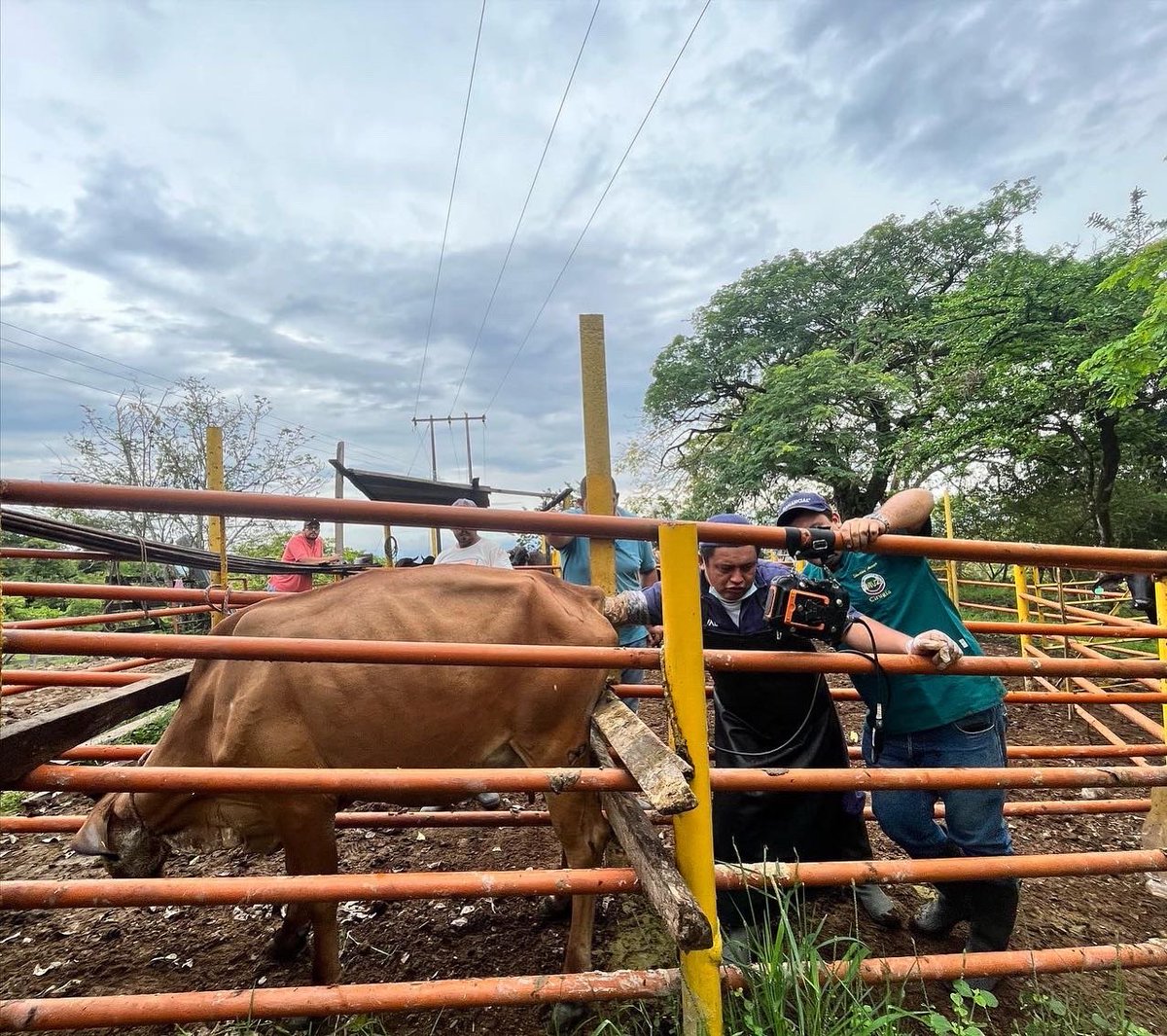 comitepuri's tweet image. En cabeza del Proyecto Local Purificación FEDEGAN Y con la compañía Del Comité de ganaderos de purificación y sur Del Tolima se realizó el proceso de Diagnósticos Gestacionales del Programa de Mejoramiento Genético EMBRIOGAN y el programa complementario de IATF.