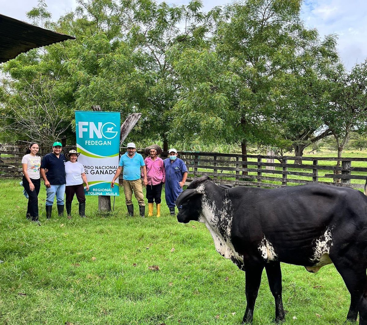 comitepuri's tweet image. En cabeza del Proyecto Local Purificación FEDEGAN Y con la compañía Del Comité de ganaderos de purificación y sur Del Tolima se realizó el proceso de Diagnósticos Gestacionales del Programa de Mejoramiento Genético EMBRIOGAN y el programa complementario de IATF.