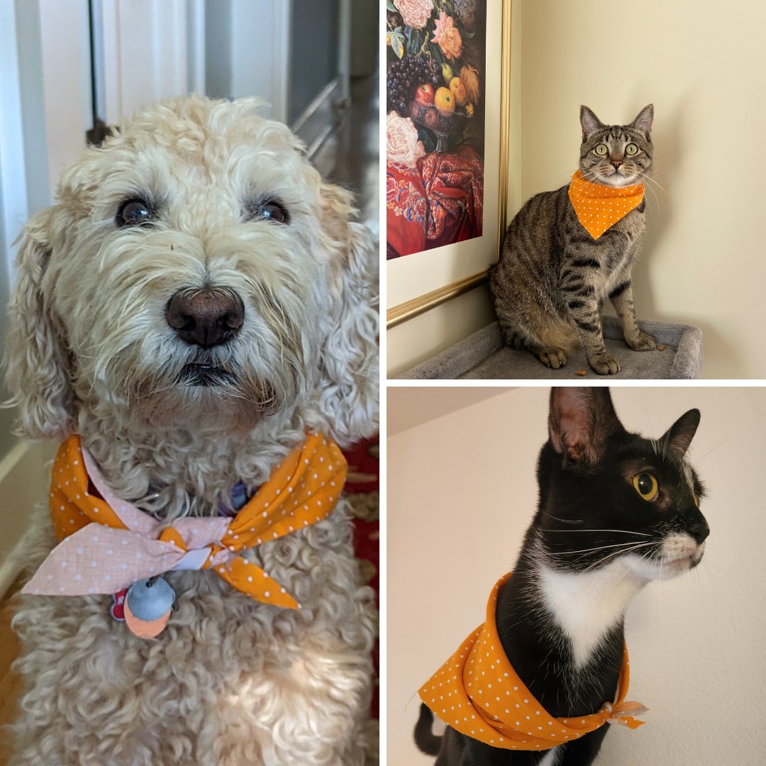 FoodLifeline's tweet photo. Some Food Lifeline pets (and plants) wanted to show their Hunger Action Month pride by going orange! Show your support all month by wearing orange and sharing on your social media.
Make sure to use #hungeractionmonth and #foodlifeline so we can see your photos! https://t.co/RAdueTJ0ze