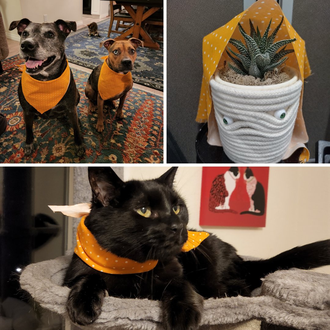FoodLifeline's tweet photo. Some Food Lifeline pets (and plants) wanted to show their Hunger Action Month pride by going orange! Show your support all month by wearing orange and sharing on your social media.
Make sure to use #hungeractionmonth and #foodlifeline so we can see your photos! https://t.co/RAdueTJ0ze