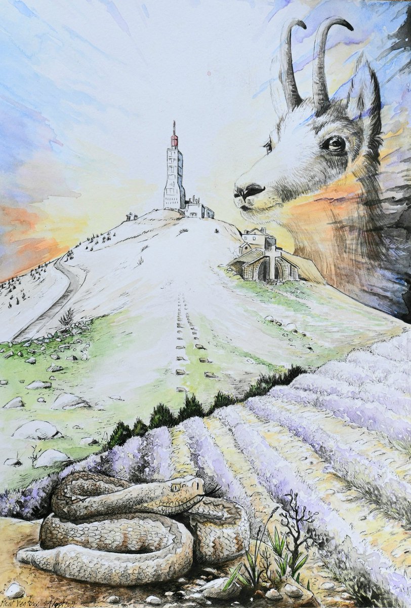 vetcprojet's tweet photo. Aube et les vipères par Aurore Blanc 
#illustration heyton’studio 
#art #watercolor #montventoux #chamois #vipere #Orsini #lavande #Conte #legende #mJmTravel #wordpresswebsite #dessin #chalenge #rando #aurore #aube #LifeisBeautiful2022 https://t.co/rR4gNAyBI9