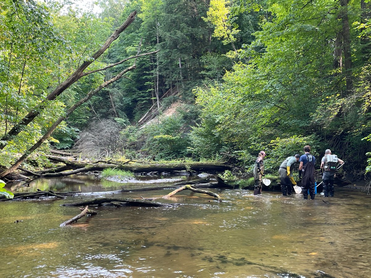 GVSU_AWRI's tweet photo. #GVSU students sampled fish in Sand Creek @miOttawa as a BIO362 Biology &amp; Diversity of Fishes field trip. The students got hands-on experience using a backpack electrofisher to sample fish and hone their fish ID skills. This course is taught by AWRI’s Dr. Carl Ruetz. #RuetzLab https://t.co/flJXQCN1UE