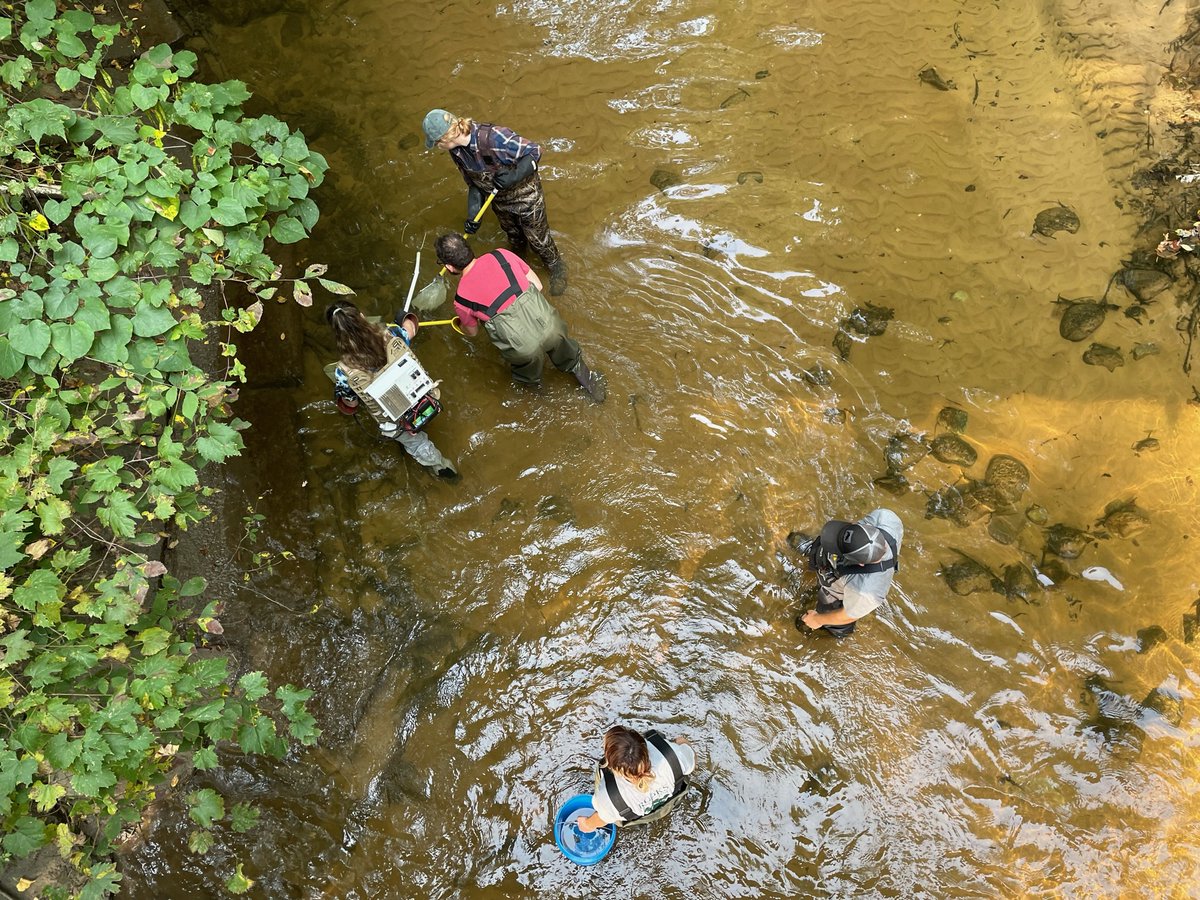GVSU_AWRI's tweet photo. #GVSU students sampled fish in Sand Creek @miOttawa as a BIO362 Biology & Diversity of Fishes field trip. The students got hands-on experience using a backpack electrofisher to sample fish and hone their fish ID skills. This course is taught by AWRI’s Dr. Carl Ruetz. #RuetzLab https://t.co/flJXQCN1UE