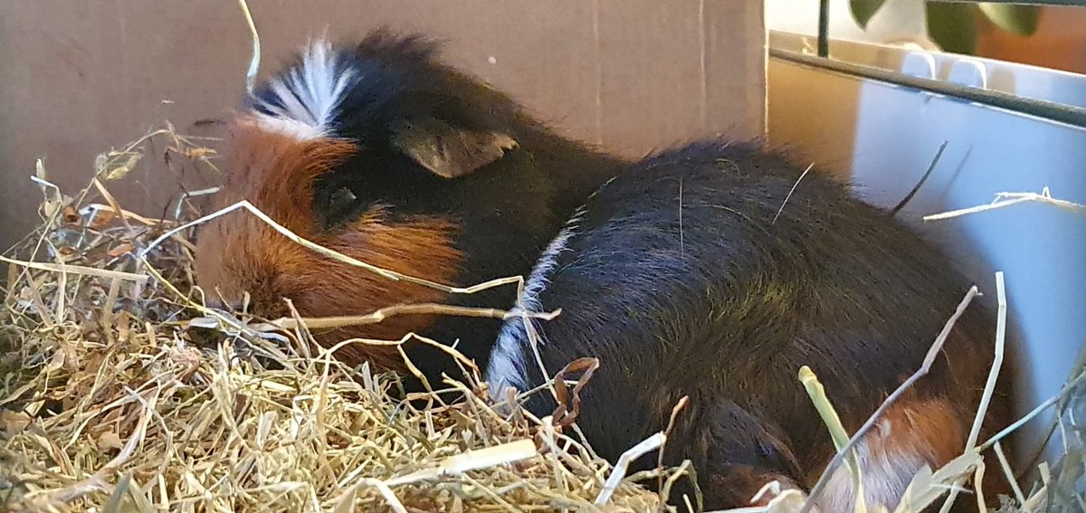 PigBobby's tweet photo. Hi there Pals! Been a while. I am doing well https://t.co/MKnhrPCLZD