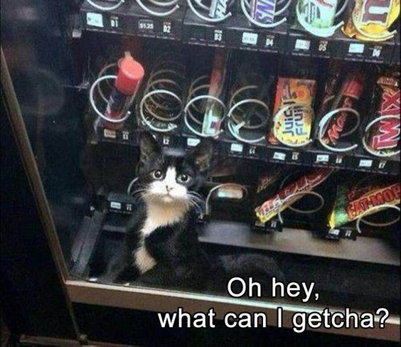 WholesomeMemes (@wholesomememe) on Twitter photo 