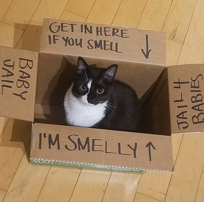 Take Meow Hand (@take_meow_hand) on Twitter photo 