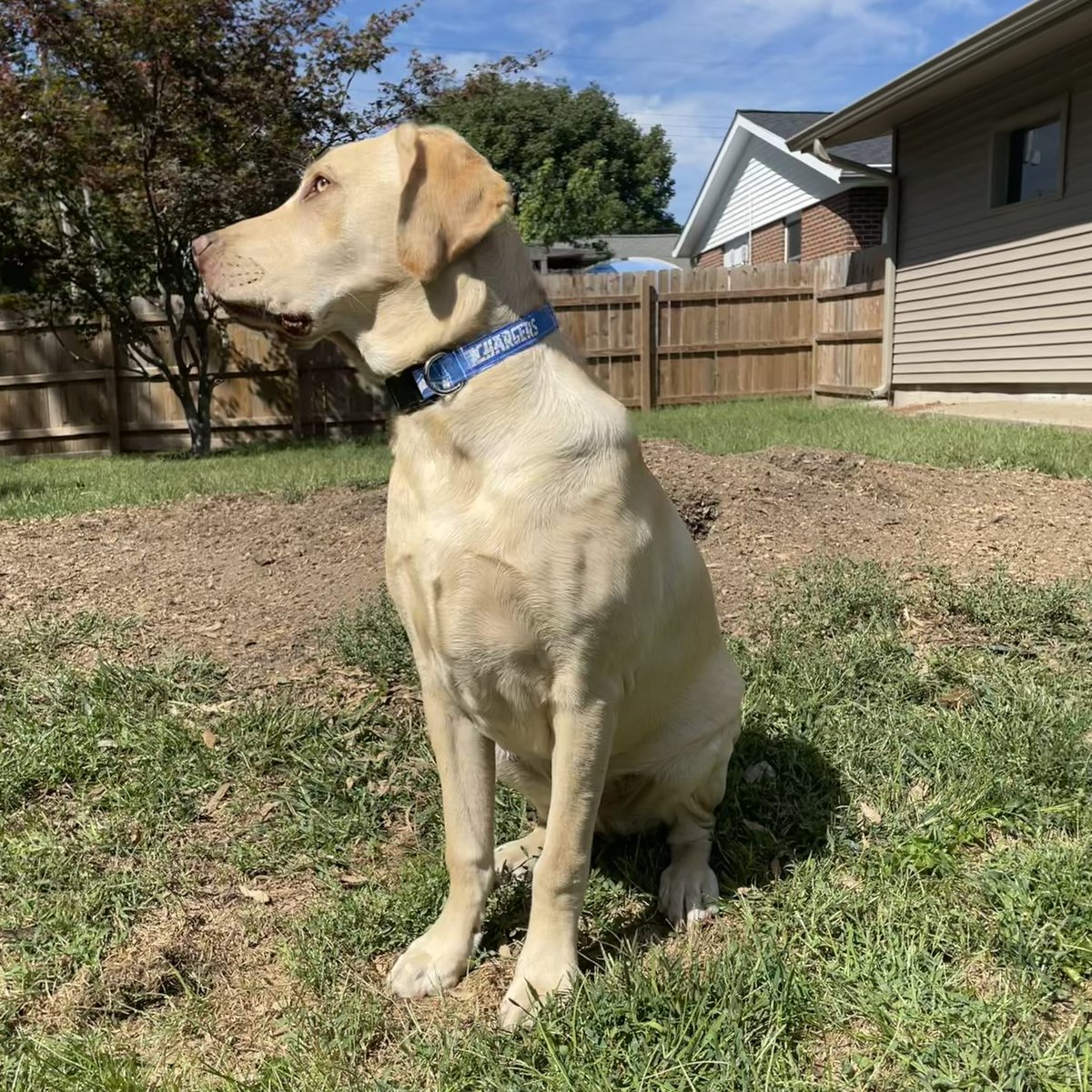 AisforAlexis's tweet photo. New @chargers collars for the bestest good boys ⚡️#dogsoftwitter #boltup #dogsofnfl #goodestdoggos #chargerpups https://t.co/ixFvWqqFUR