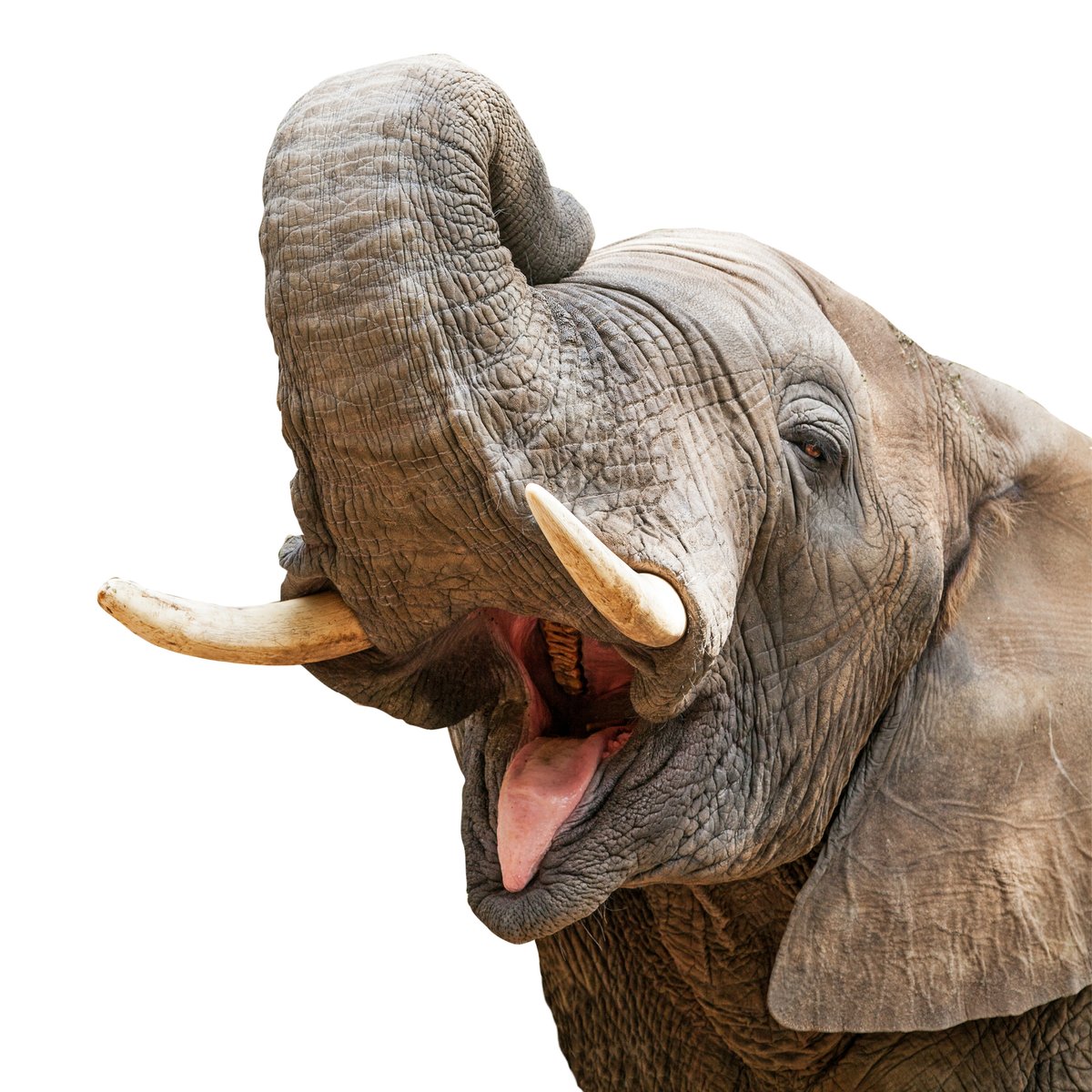 VDFINFO's tweet photo. Today is National Elephant Appreciation Day! In addition to their tusks, elephants have four molars located at each jaw. These molars are wide and flat to help grind their food. During their lifetime, an elephant will go through six sets of molars!
https://t.co/B5PcPoS2Lz https://t.co/hBTlUsJdUW