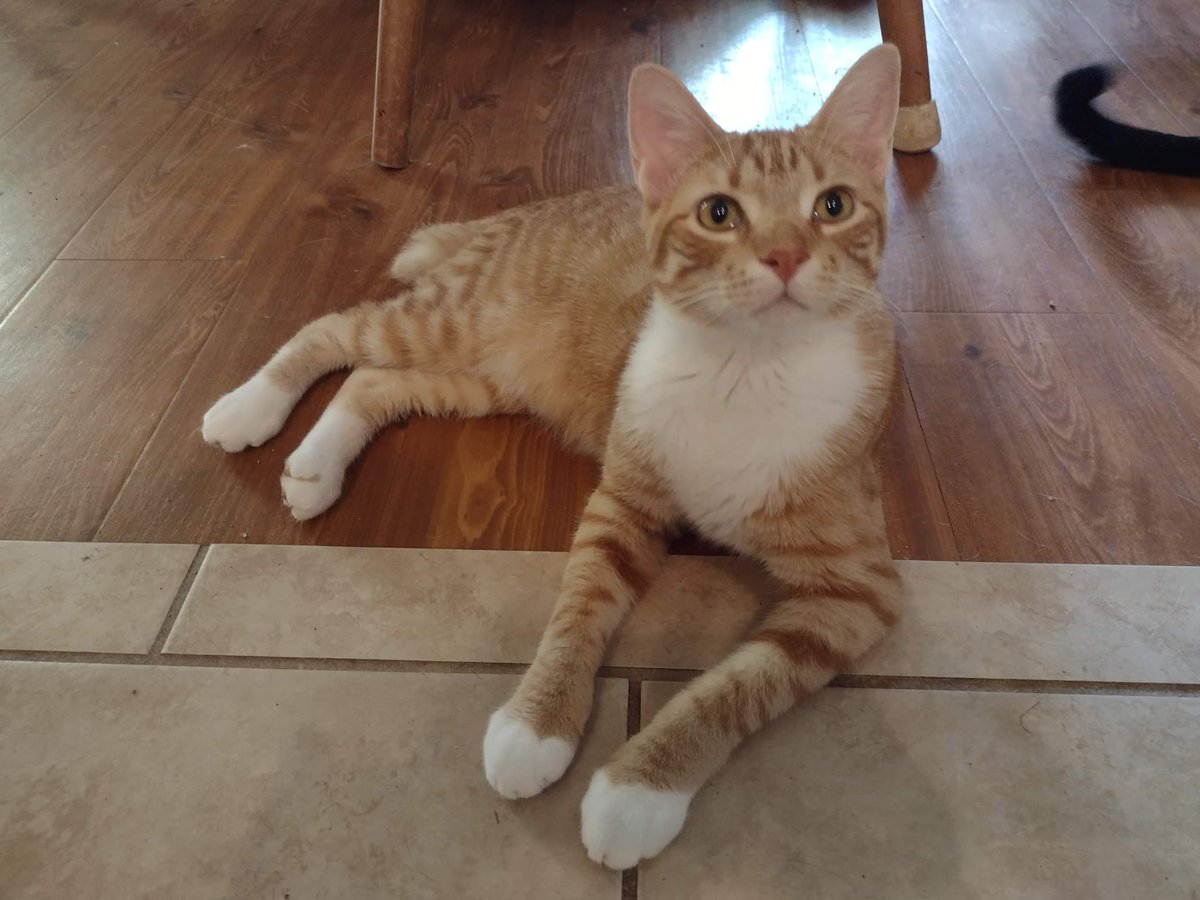 EvilMonkeyMama1's tweet photo. Chance went missing on 9-20-22 sometime in the morning hours at the Heather Glen community in Winter Haven, FL. He is microchipped and has a bobbed tail. Please help bring him home! #CatsOfTwitter #CatsOnTwitter #lostpets https://t.co/CEQPIVGj3x