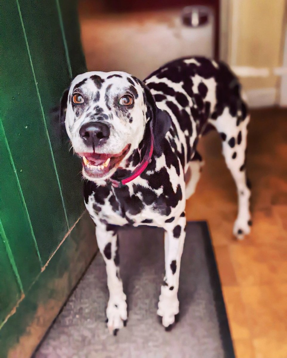 dansdogdaycare's tweet photo. A spot of fun with Poppy this #fursday 
#dansdogdaycare #dalmatian  #dalmatians #dog #dalmatiannation #dalmatianlovers #dalmatianpuppy #dogs #dalmatianworld #spots #dalmatianlove #puppylove #doglovers  #dalmatiandog #doglife #spottydog  #FursdayFace #thursday #thursdayface #puppy https://t.co/ufC9YOJgNz