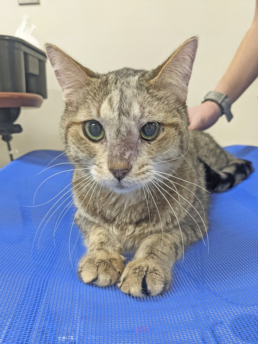 #TBT to Snickers' 2-year anniversary after a nasal cancer diagnosis and radiation therapy treatment at @msuvets. Congrats to Snickers and the MSU radiation oncology team! #VarianVetOnc