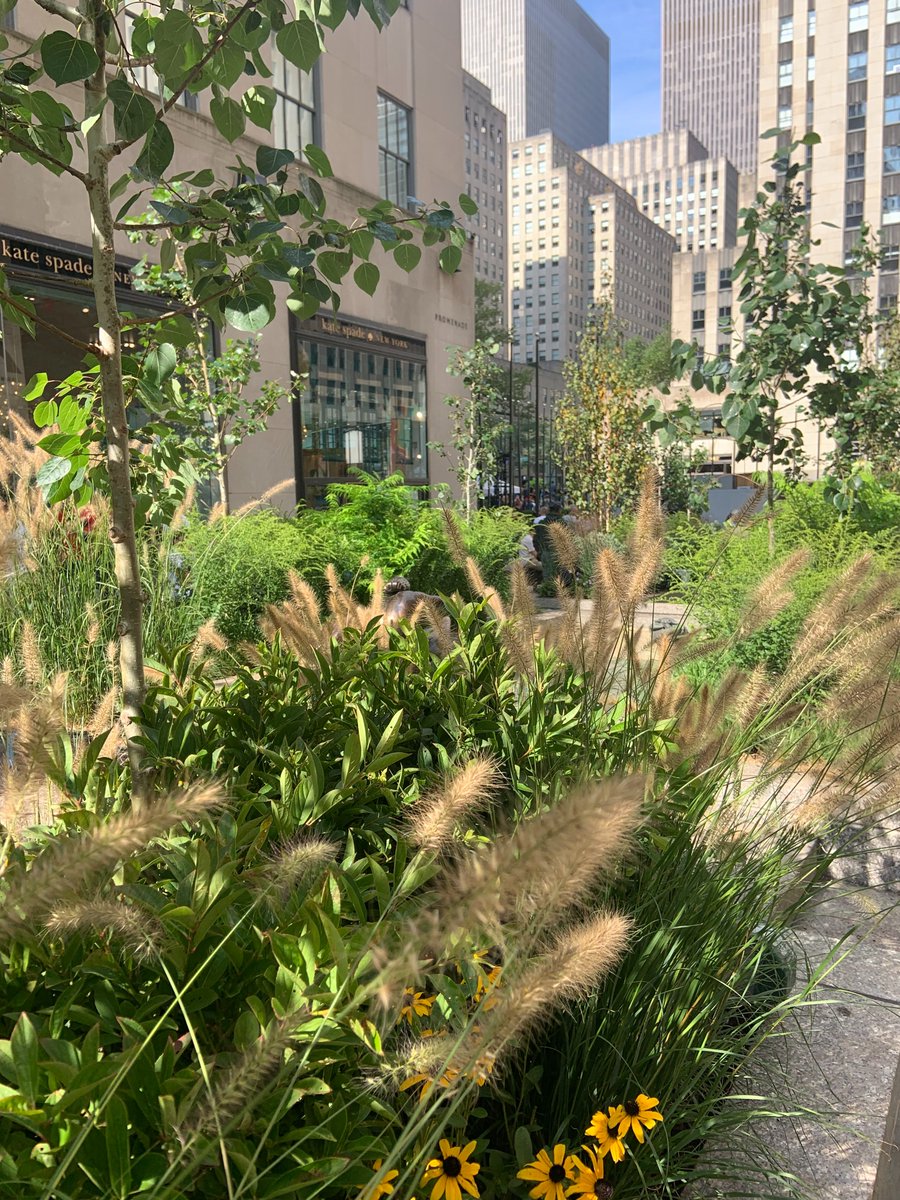 Julia Watson (@julia_watson_) on Twitter photo Planting our Fall Channel Gardens <a href="/rockcenternyc/">Rockefeller Center</a> this past Saturday. Stop by to see the native fall colors! Planting our Fall Channel Gardens <a href="/rockcenternyc/">Rockefeller Center</a> this past Saturday. Stop by to see the native fall colors!