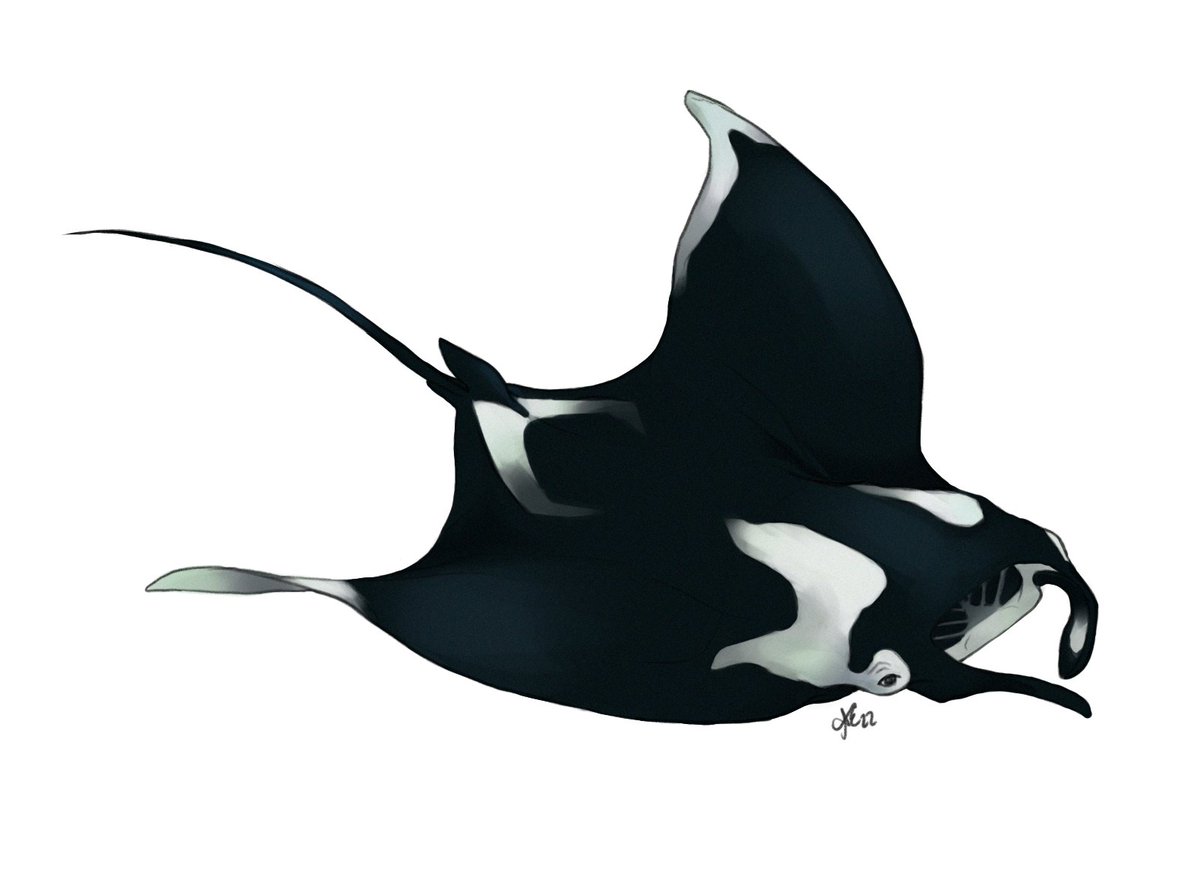 AddieElisabethT's tweet photo. #Sharktember2022 No. 12 Manta Ray https://t.co/G85P9a9Sp9