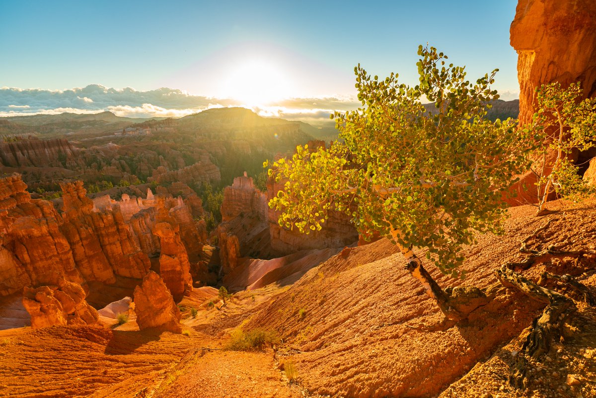 A sunrise over a vast landscape of red rock spires, cliffs, and forest. A quaking aspen tree stands at right edge of frame, glowing in morning sun. 